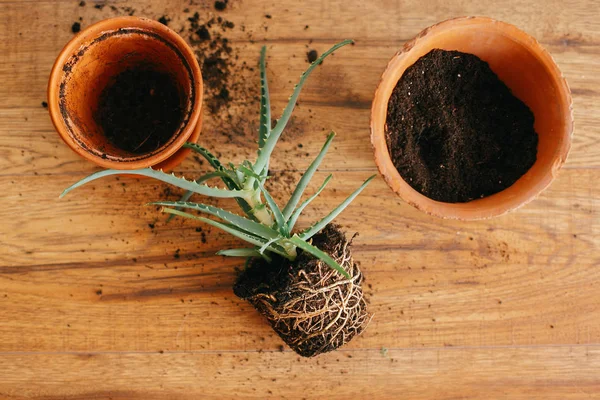 Verpotten Plant Aloë Vera Met Wortels Grond Verpotten Naar Grotere — Stockfoto