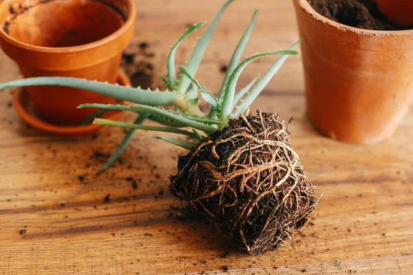 Aloe Vera Roots Ground Repot Bigger Clay Pot Indoors Care — Stock Photo, Image