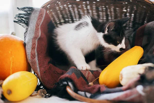 Gatinho Bonito Sentado Cesta Vime Com Abóbora Abobrinha Luz Sobre — Fotografia de Stock