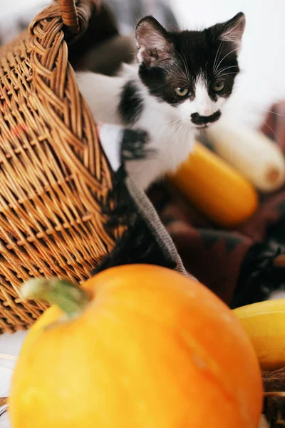 Gatinho Bonito Sentado Cesta Vime Com Abóbora Abobrinha Luz Sobre — Fotografia de Stock