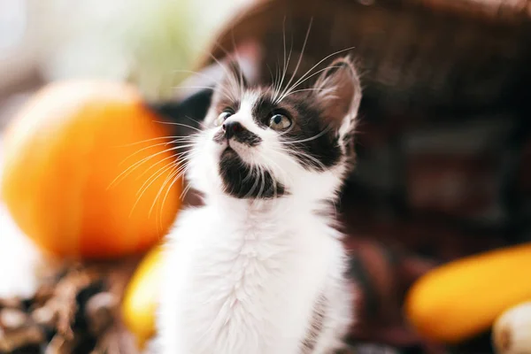 Gatinho Adorável Com Olhar Engraçado Jogando Abóbora Abobrinha Cesta Vime — Fotografia de Stock