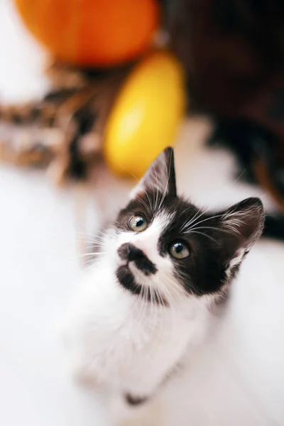 Schattig Kitty Met Grappige Look Spelen Pompoen Courgette Gezellige Rieten — Stockfoto