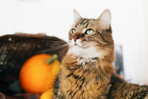 Gato Mesa Adorável Sentado Abóbora Abobrinha Cesta Vime Aconchegante Luz — Fotografia de Stock