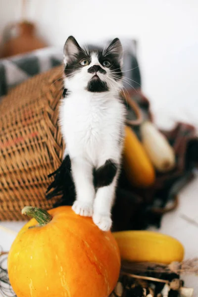 Lindo Gatito Pie Calabaza Con Mirada Divertida Acogedora Cesta Mimbre — Foto de Stock