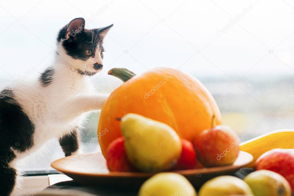 Kitty sitting on pumpkin and playing in light and zucchini, apples and pears on wood. Happy Thanksgiving and Halloween. Harvest and hello autumn concept. Space for text