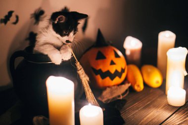 sevimli kedicik cadı kazanı ve Jack o fener mum, süpürge ve yarasalar, kabak oturan hayaletler arka planda karanlık ürkütücü odada. Mutlu Cadılar Bayramı kavramı. atmosferik görüntü