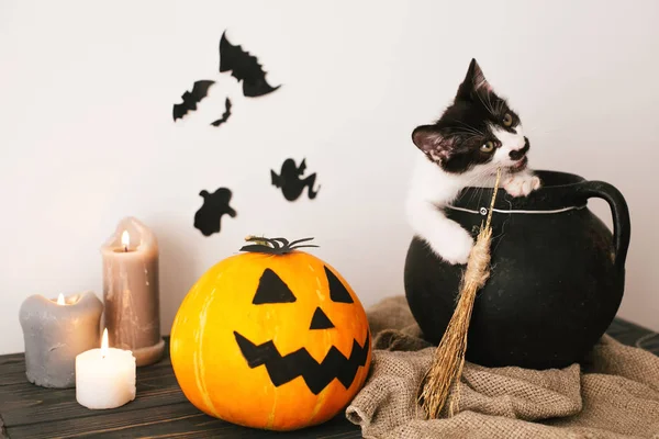 Happy Halloween Koncept Söt Kitty Sitter Häxa Kittel Med Jack — Stockfoto