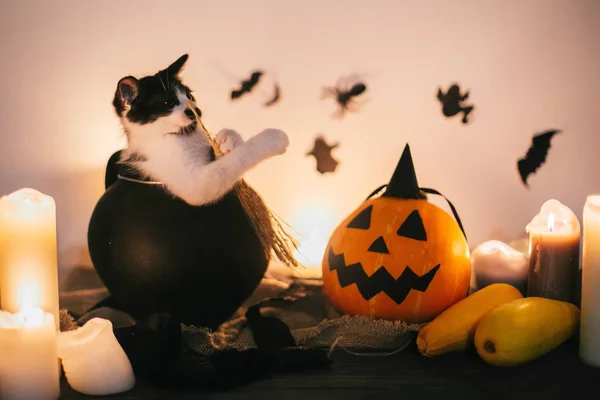 Happy Halloween Black Kitty Sitting Witch Cauldron Jack Lantern Pumpkin — Stock Photo, Image