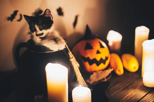 Cute Kitty Sitting Witch Cauldron Jack Lantern Pumpkin Candles Broom — Stock Photo, Image