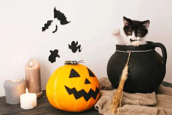 Happy Halloween Koncept Söt Kitty Spelar Häxa Kittel Med Jack — Stockfoto