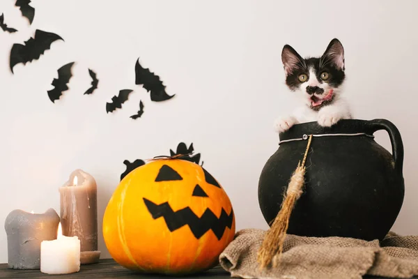 Mutlu Cadılar Bayramı Kavramı Sevimli Kedicik Cadı Kazanı Mumlar Süpürge — Stok fotoğraf