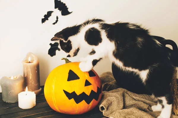 Söt Kitty Spelar Häxan Kittel Med Jack Lantern Pumpa Med — Stockfoto