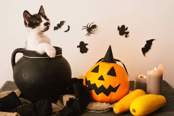 Happy Halloween Koncept Söt Kitty Sitter Häxa Kittel Med Jack — Stockfoto