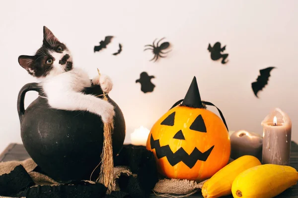 Mutlu Cadılar Bayramı Kavramı Sevimli Kedicik Cadı Kazanı Mumlar Süpürge — Stok fotoğraf