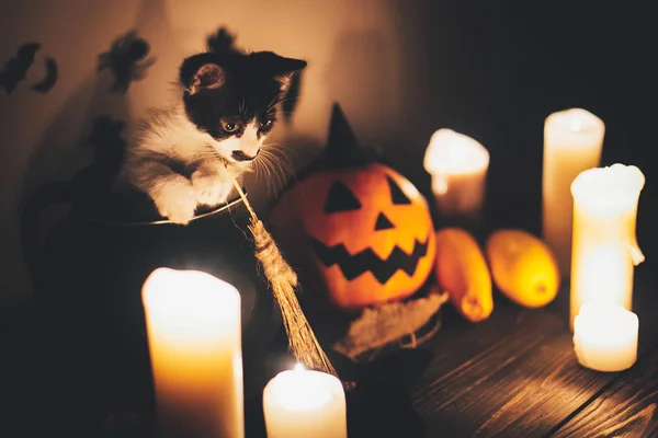 Wesołego Halloween Czarny Kotek Siedzi Kotle Czarownic Jack Lantern Dyni — Zdjęcie stockowe