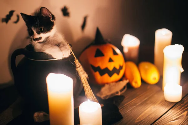 Happy Halloween Black Kitty Sitting Witch Cauldron Jack Lantern Pumpkin — Stock Photo, Image
