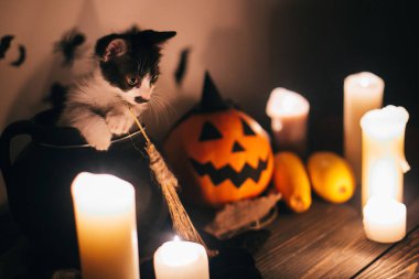sevimli kedicik cadı kazanı ve Jack o fener mum, süpürge ve yarasalar, kabak oturan hayaletler arka planda karanlık ürkütücü odada. Mutlu Cadılar Bayramı kavramı. atmosferik görüntü