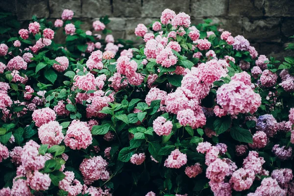 Bunga Hydrangea Semak Merah Muda Besar Hidrangea Indah Bunga Menakjubkan — Stok Foto