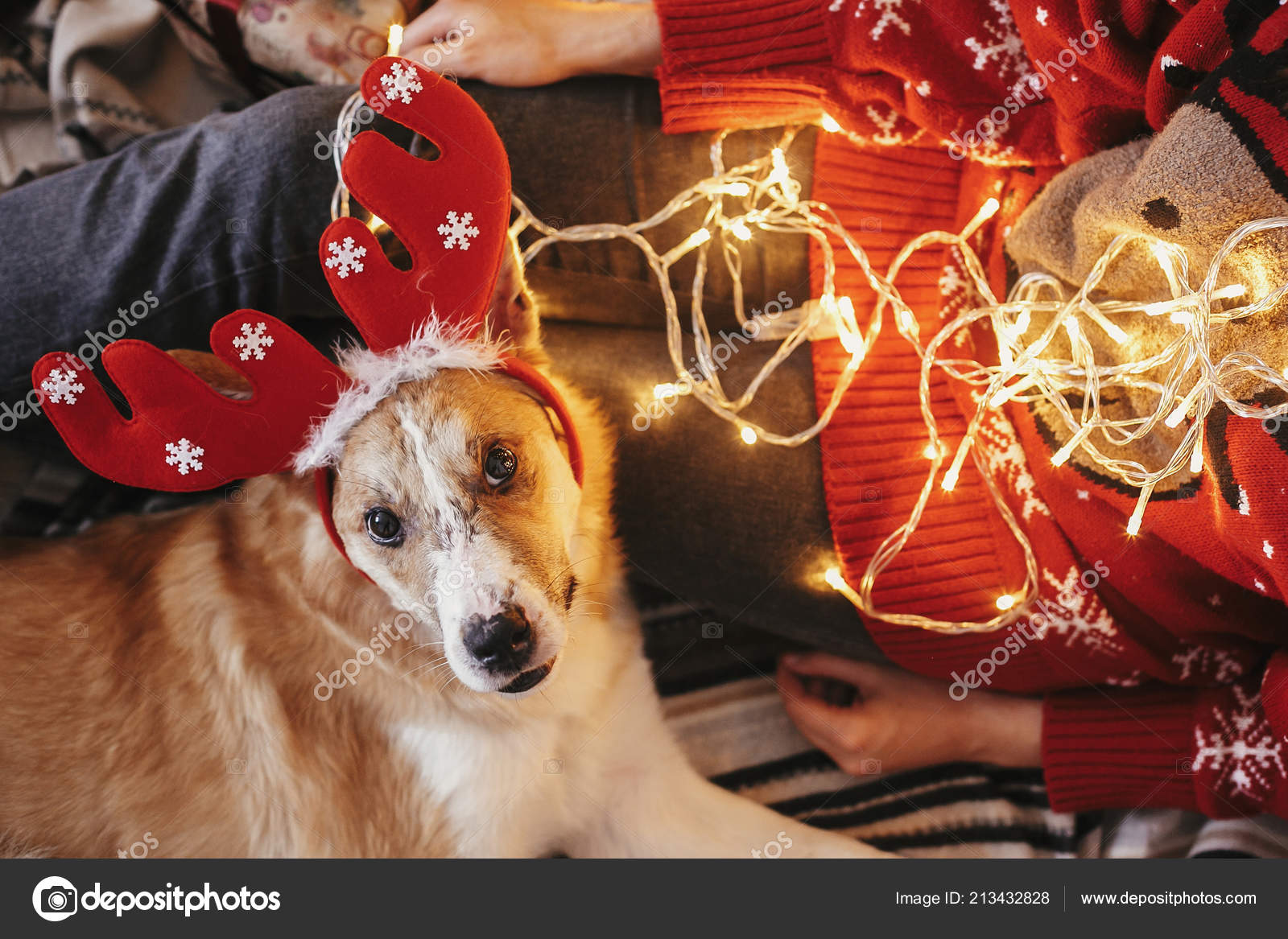 Netter Hund Mit Rentier Geweih Mit Licht Festlicher Raum Besitzer