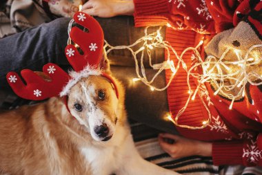 Ren geyiği boynuzları altın güzel Noel ağacı bacaklara sahipleri ile ışık şenlikli odasında oturma sevimli köpek. çok güzel gözleri parlayan aydınlatma, köpek. kış tatili