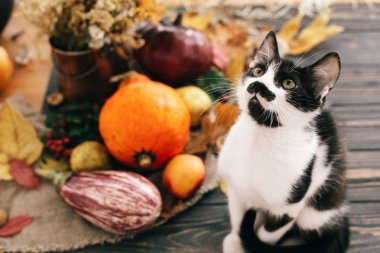 Şirin kedi güzel kabak ışık, sebze, oturmak parlak sonbahar yaprakları, meşe palamutları, ahşap rustik masa fındık. Merhaba sonbahar. Sonbahar sezonu. Mutlu Şükran günü kavramı