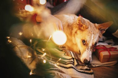 sevimli köpek sahipleri bacaklarını ışıklar ve hediyeler ve festival odasında hediye ile altın güzel Noel ağacı altında hediyeler ile oturuyor. Aile sıcak anlar. kış tatili