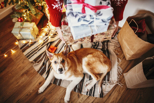 счастливая девушка в шляпе Санты с подарочными коробками и милой собакой, сидящей у золотистой красивой елки с огнями и подарками в праздничной комнате. семейные счастливые моменты. зимние каникулы
