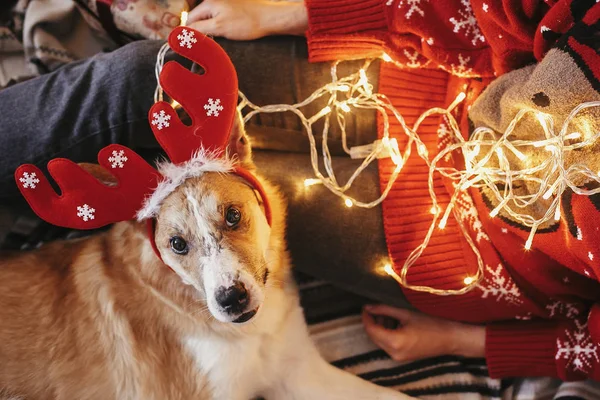 Schattige Hond Met Rendieren Geweien Zit Aan Eigenaars Benen Gouden — Stockfoto