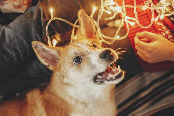Mooie Schattige Hond Eigenaars Benen Achter Achtergrond Van Gouden Mooie — Stockfoto