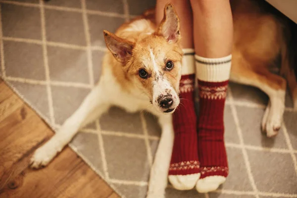 女の子の足でお祝い部屋の床の上に座ってかわいいゴールデン犬祭りのソックスです 時間をおくつろぎください 居心地の良い冬の休日 暖かい大気の瞬間 クリスマス休暇 — ストック写真