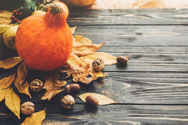 Beautiful Pumpkin with bright autumn leaves, acorns, nuts, berries on wooden rustic table. Space for text. Cozy Fall season. Happy Thanksgiving concept. Atmospheric image