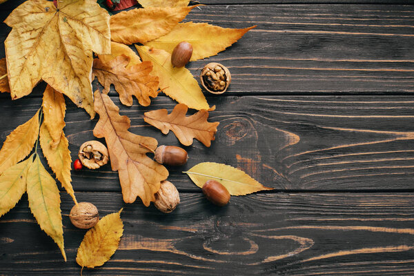 Bright colorful autumn leaves with acorns and nuts on rustic wooden table, flat lay. Fall image. Harvest time. Happy Thanksgiving. Greeting card mock-up. Hello Autumn.