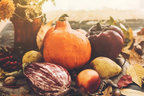 Happy Thanksgiving Koncepcji Piękny Dyni Świetle Warzywa Jasny Jesień Liści — Zdjęcie stockowe
