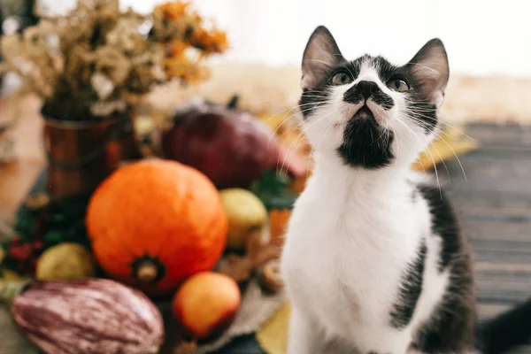 Χαριτωμένο Αστείο Γάτα Κάθεται Στο Όμορφο Κολοκύθα Στο Φως Λαχανικά — Φωτογραφία Αρχείου