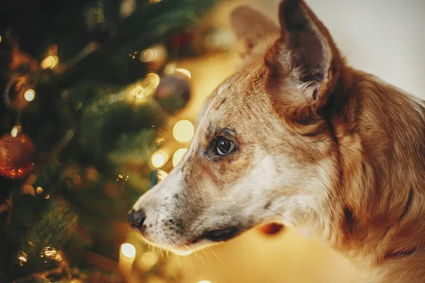 Kaunis Söpö Koira Taustalla Kultainen Kaunis Joulukuusi Valot Juhlava Huone — kuvapankkivalokuva