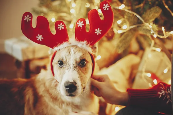 Meisje Schattige Hond Rendieren Geweien Achtergrond Van Gouden Mooie Kerstboom — Stockfoto