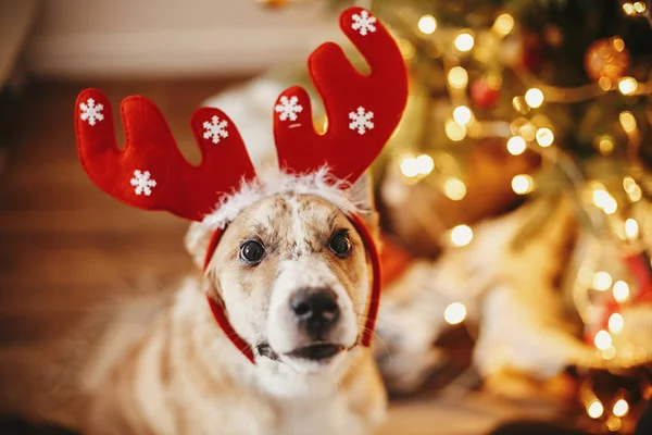 Cão Bonito Com Chifres Rena Sentado Fundo Bela Árvore Natal — Fotografia de Stock
