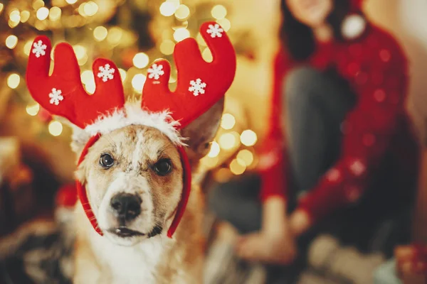 Gelukkig Meisje Met Schattige Hond Rendieren Geweien Achtergrond Van Gouden — Stockfoto