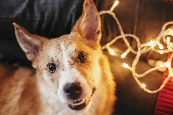 Beautiful Cute Dog Sitting Owners Legs Background Golden Beautiful Christmas — Stock Photo, Image