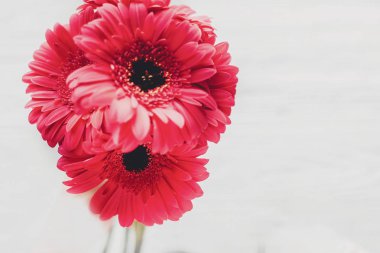 Pembe gerbera buketi beyaz arka plan, metin için yer ile izole. 