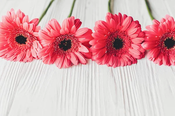 Rózsaszín Gerbera Fehér Háttér Szöveg Adható Virágos Üdvözlőlap Makett Esküvői — Stock Fotó