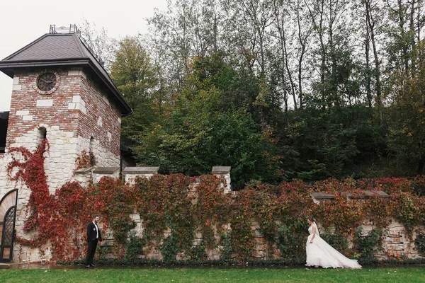 Underbara Brudparet Eleganta Promenader Väggen Röda Höstlöv Sensuell Bröllopsparet Omfamna — Stockfoto