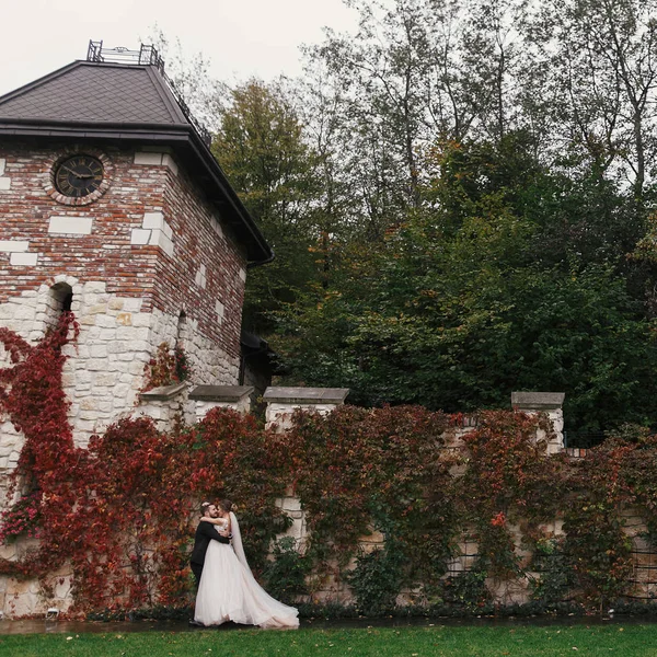 华丽的新娘和时髦的新郎轻轻地拥抱和微笑 在老墙上的红叶 快乐的感性婚礼情侣拥抱 新婚夫妇的浪漫时刻 — 图库照片