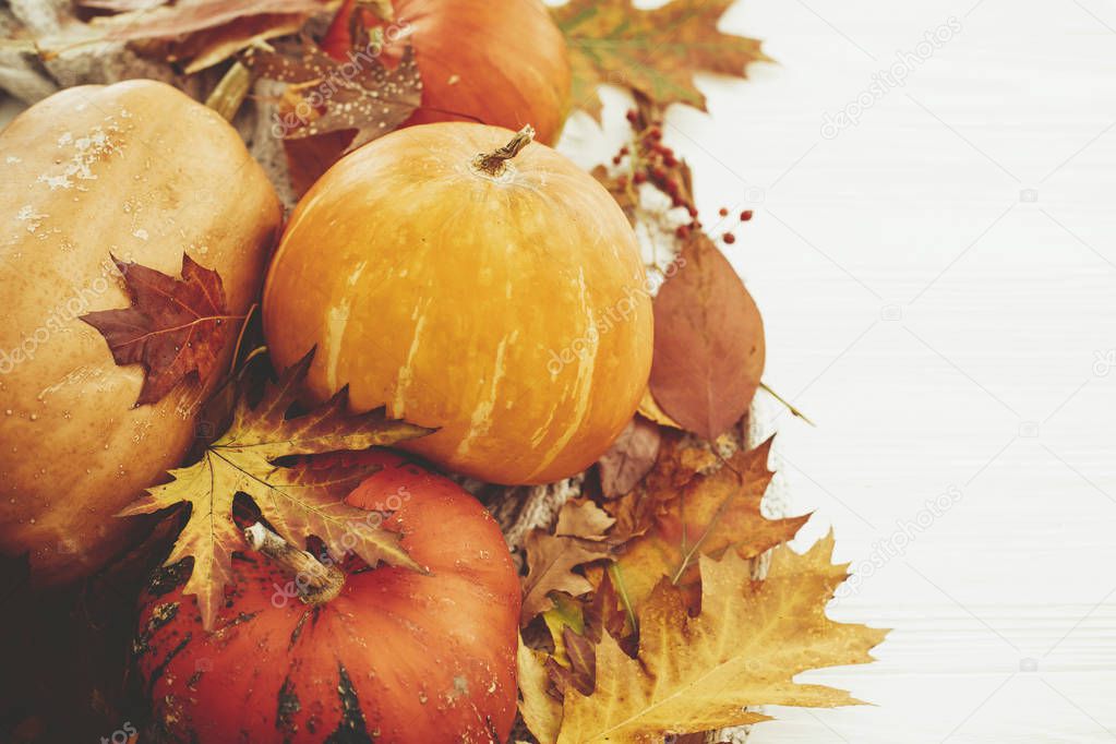 Happy Thanksgiving concept. Pumpkins and fall leaves, berries, nuts, acorns, cotton, cinnamon on sweater and rustic white wood. Seasons greetings. Cozy autumn image