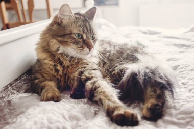 Yatakta yatarken ve yeşil gözlü arıyorum güzel tekir kedi. Kabarık Maine coon komik duygular beyaz şık odasında istirahat ile.