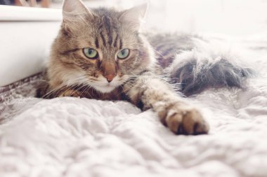 Yatakta yatarken ve ciddi görünümlü yeşil gözlü yumuşak gün ışığına güzel tekir kedi. Kabarık Maine coon ile komik duygular içinde beyaz şık oda dinleniyor. Kedi portre