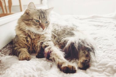 Yatakta yatarken ve yumuşak gün ışığına uyuyan güzel tekir kedi. Kabarık Maine coon ile komik duygular içinde beyaz şık oda dinleniyor. Kedi portre. Metin için yer