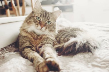 Yatakta yatarken ve ciddi görünümlü yeşil gözlü yumuşak gün ışığına güzel tekir kedi. Kabarık Maine coon ile komik duygular içinde beyaz şık oda dinleniyor. Kedi portre