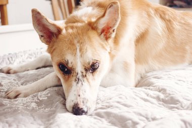 Güzel köpek yumuşak sabah ışık şirin gözlerle yatakta yatıyordu. Şirin laika beyaz şık odasında dinleniyor. Zencefil köpek