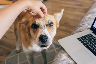 sevimli köpekleri kafasına şık oda içinde laptop ile yatak yakınındaki ver. kişi yanlışı altın köpek yavrusu çok güzel görünüme sahip. çalışma ev ve evde beslenen hayvan evlat edinmek kavramı. metin için yer